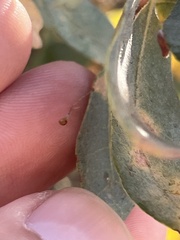 Andricus pedicellatus