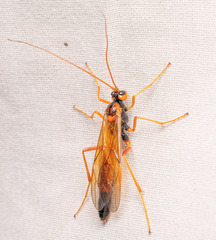 Opheltes glaucopterus