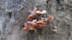 Favolaschia claudopus