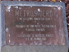 Metrosideros tomentosa