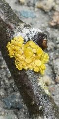 Polycauliona polycarpa