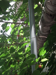 Broussonetia papyrifera