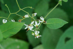 Solanum lyratum