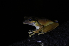 Polypedates macrotis