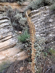 Agave utahensis kaibabensis