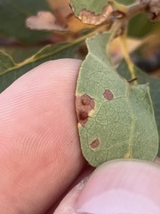 Neuroterus saltatorius