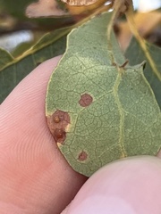 Neuroterus saltatorius