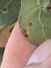 Neuroterus saltatorius