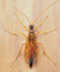 Opheltes glaucopterus