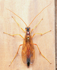 Opheltes glaucopterus