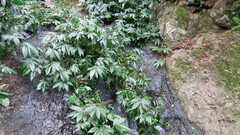 Elatostema reticulatum