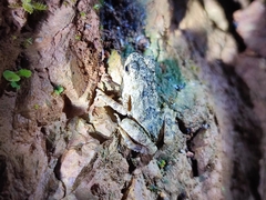 Ingerophrynus parvus