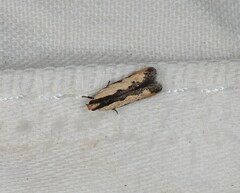 Ardozyga catarrhacta