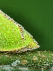 Salurnis marginella