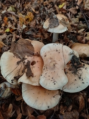 Hebeloma crustuliniforme