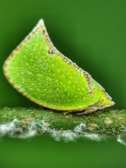 Salurnis marginella