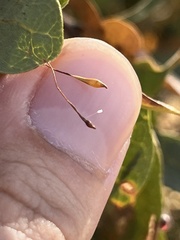 Andricus pedicellatus