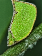 Salurnis marginella