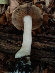 Hebeloma crustuliniforme