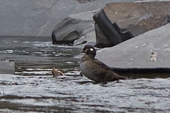 Histrionicus histrionicus