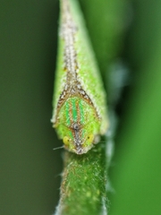 Salurnis marginella