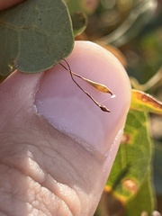 Andricus pedicellatus