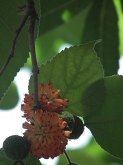 Broussonetia papyrifera
