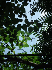 Broussonetia papyrifera