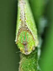 Salurnis marginella
