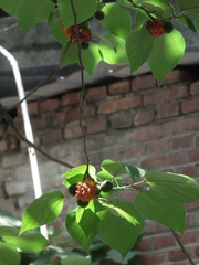 Broussonetia papyrifera