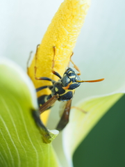 Polistes chinensis