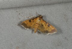 Ategumia adipalis