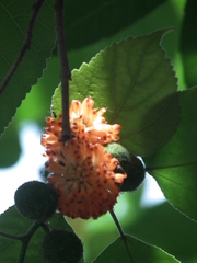 Broussonetia papyrifera