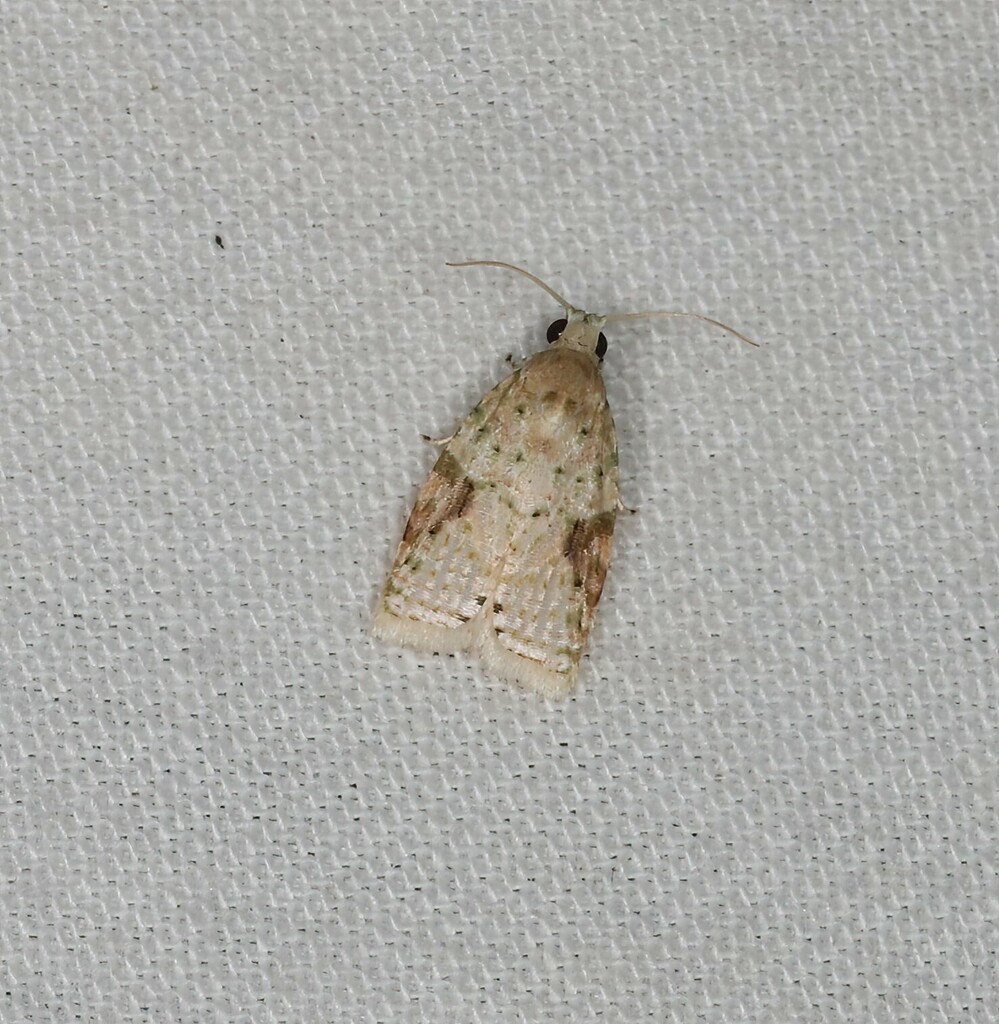 Asterolepis glycera