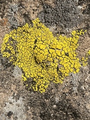 Candelariella rosulans