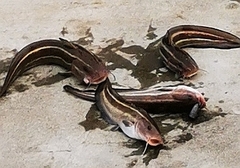 Plotosus lineatus