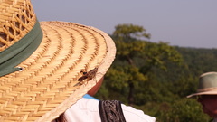 Pardalophora phoenicoptera