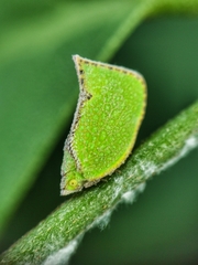 Salurnis marginella