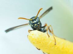 Polistes chinensis