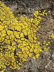 Candelariella rosulans