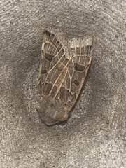 Agrochola lunosa
