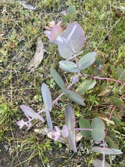 Eucalyptus cinerea