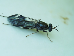 Exaireta spinigera