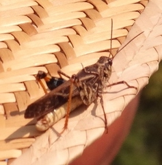 Pardalophora phoenicoptera