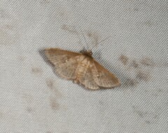 Banisia