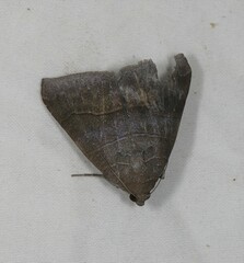 Bastilla absentimacula