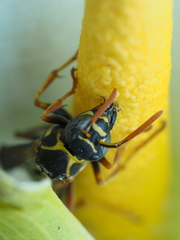 Polistes chinensis