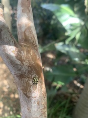 Harmonia testudinaria