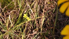 Linum sulcatum