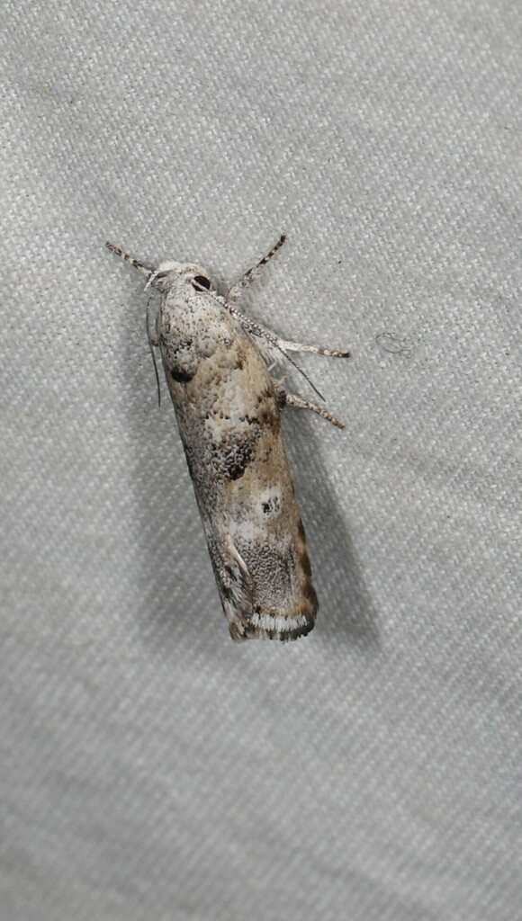 Clerarcha poliochyta